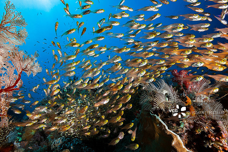 科莫多国家公园的燕尾天竺鲷鱼群图片素材