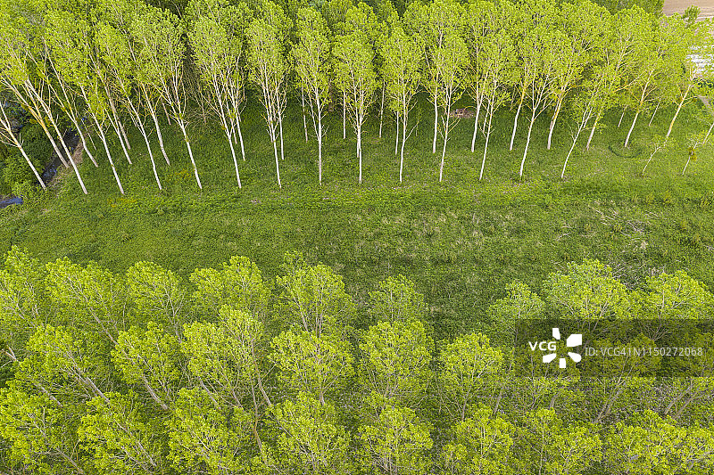 法国卢瓦尔河谷的树木种植园航拍图片素材