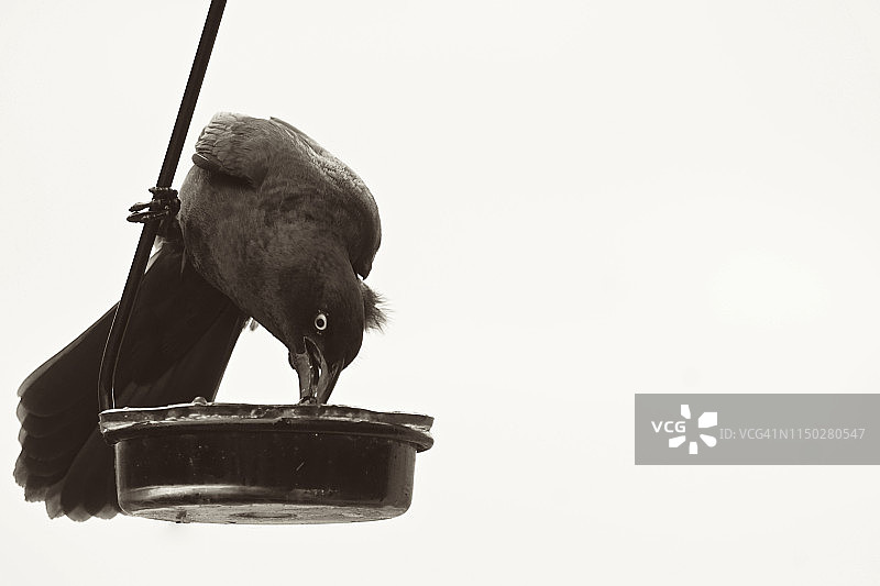 喂食器旁的乌鸦图片素材
