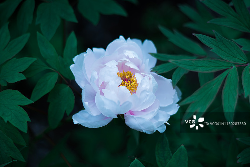 牡丹花朵图片素材