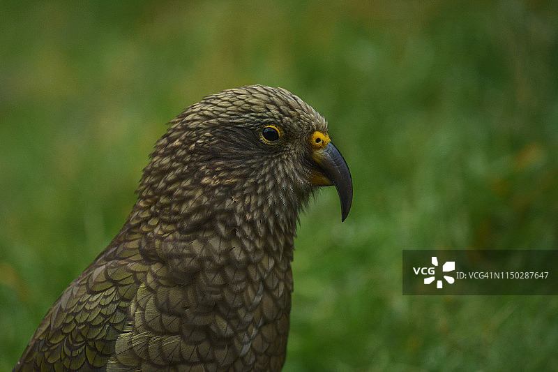 啄羊鹦鹉图片素材