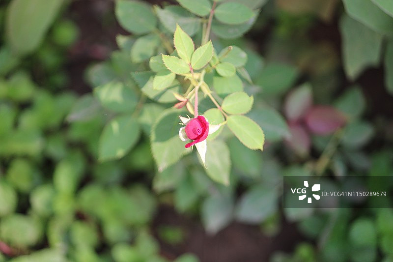 玫瑰花蕾图片素材