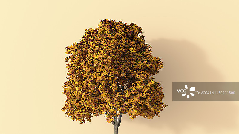 3D渲染秋季树木图片素材