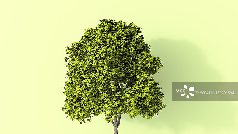 3D渲染：夏季茂盛的树木图片素材