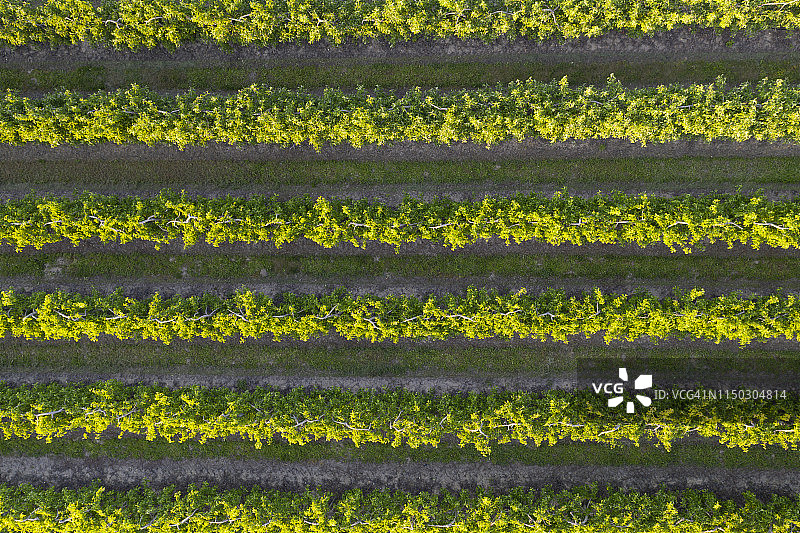 法国卢瓦尔河谷的果园鸟瞰图图片素材