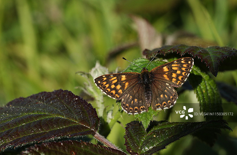 一只罕见的勃艮第公爵蝴蝶停留在张开翅膀的树叶上图片素材