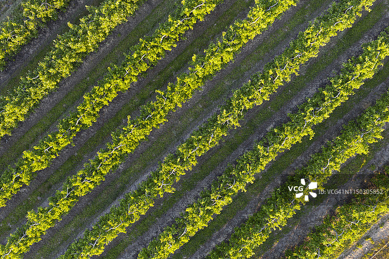 法国卢瓦尔河谷的果园鸟瞰图图片素材