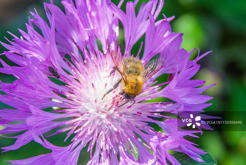 蜜蜂在矢车菊花上图片素材