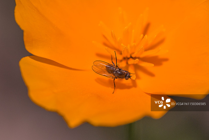 加州罂粟花上的小苍蝇图片素材