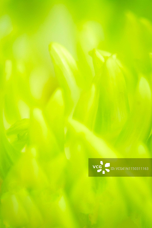 抽象菊花图片素材