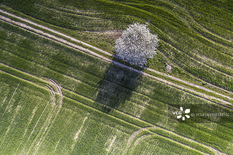 法国卢瓦尔河谷盛开的树木航拍图片素材
