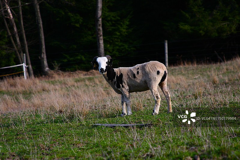 田野上的山羊图片素材