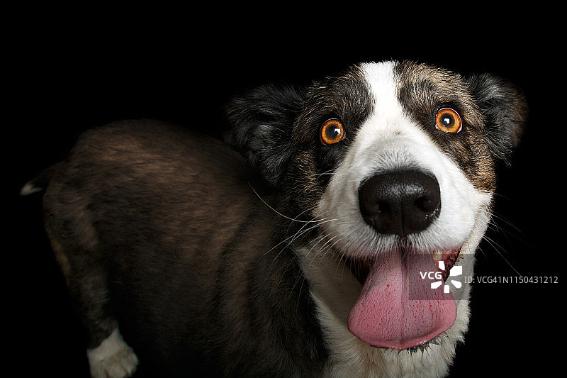 柯基犬在黑色背景前向前看的肖像图片素材