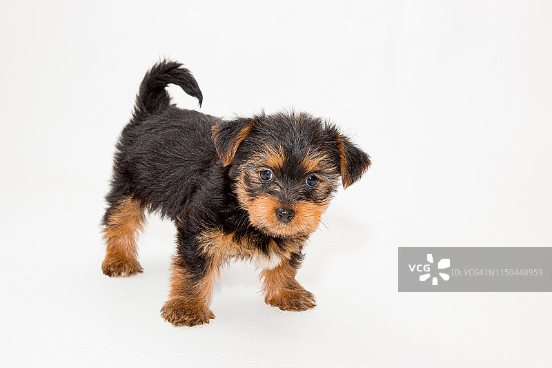 看着镜头的可爱丝毛梗幼犬图片素材