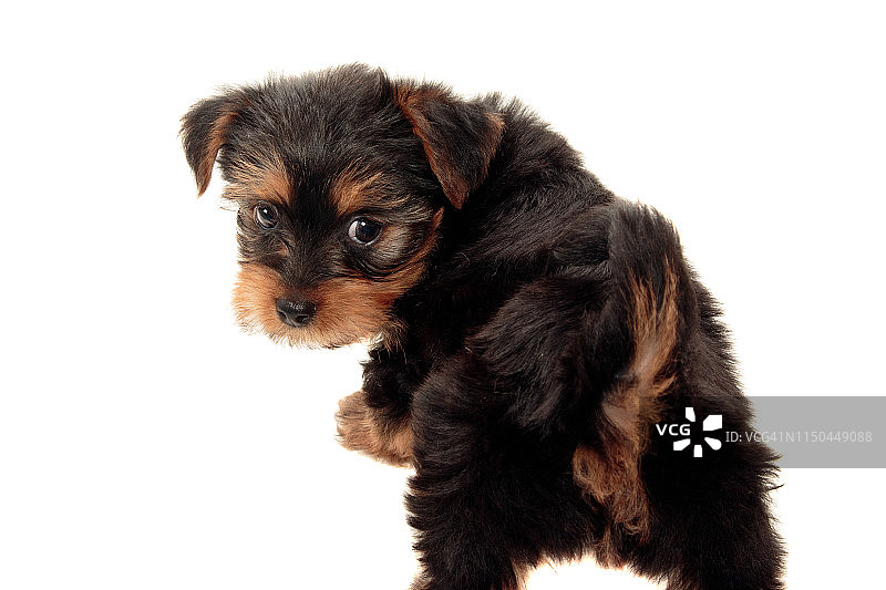 看着镜头的可爱丝毛梗幼犬图片素材