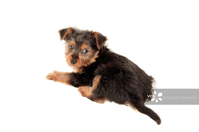 看着镜头的可爱丝毛梗幼犬图片素材