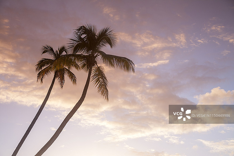 日落下的棕榈树图片素材