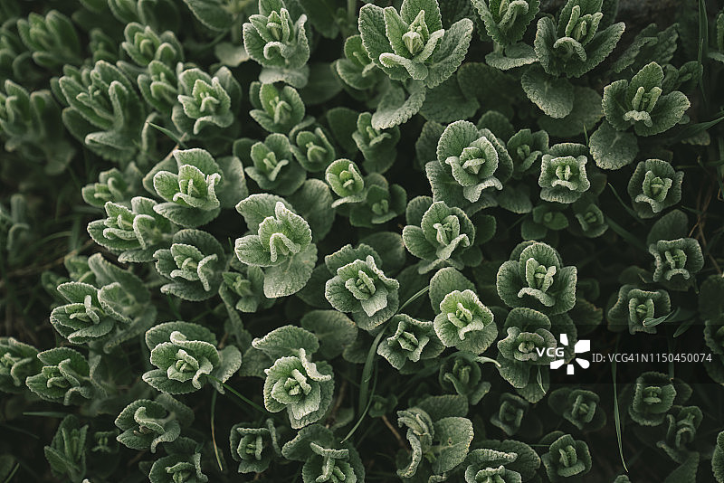 绿色植物背景：自然之美与抽象小叶图片素材