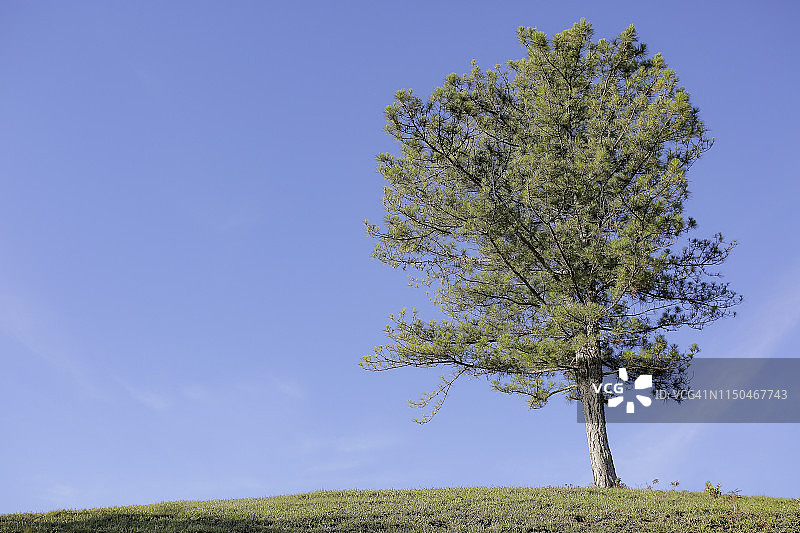蓝天下山丘上的孤树图片素材