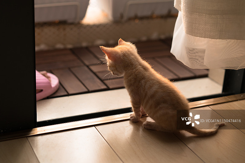 可爱的虎斑猫在家中散步图片素材