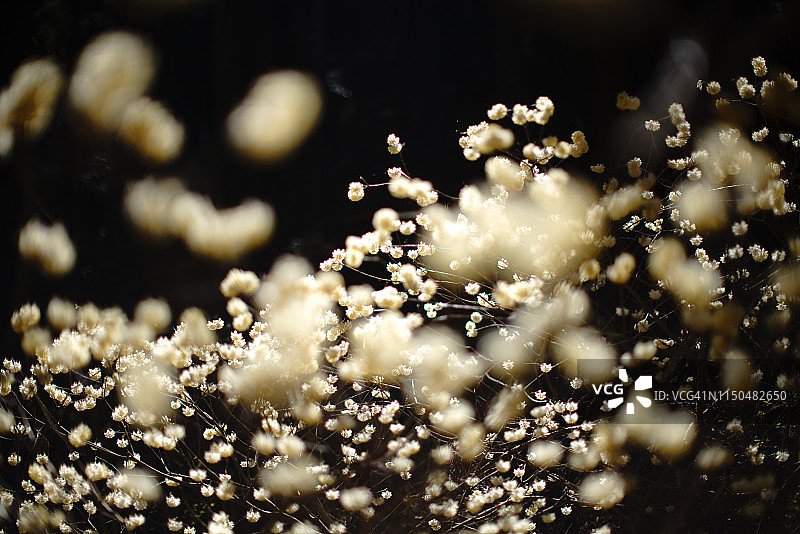 黑夜中盛开的结香花图片素材