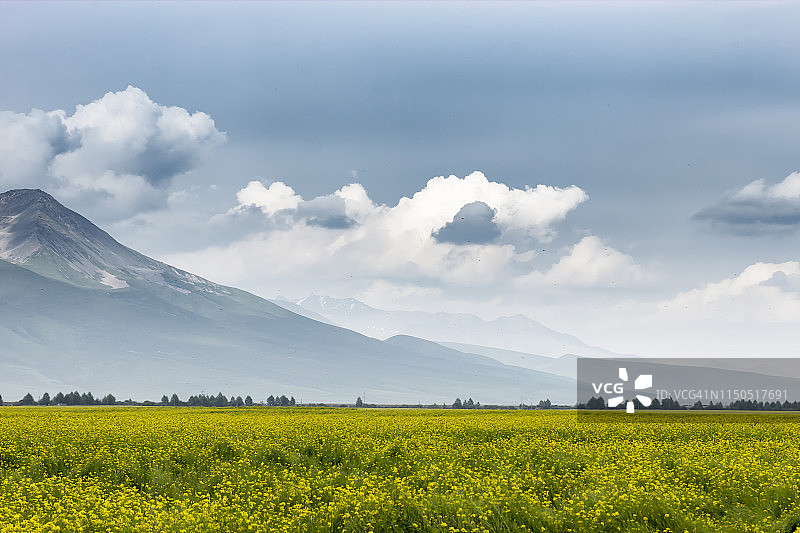 中国西部青藏高原上的高山油菜花图片素材