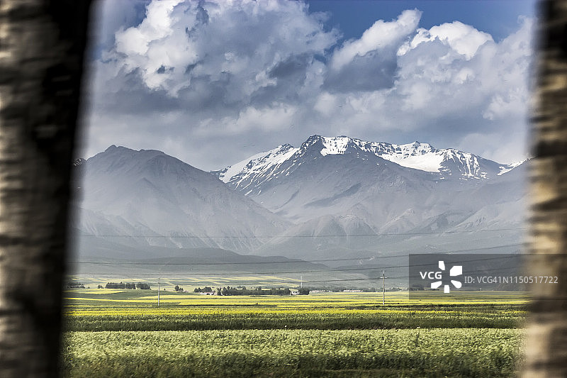 中国西部青藏高原上的高山油菜花图片素材