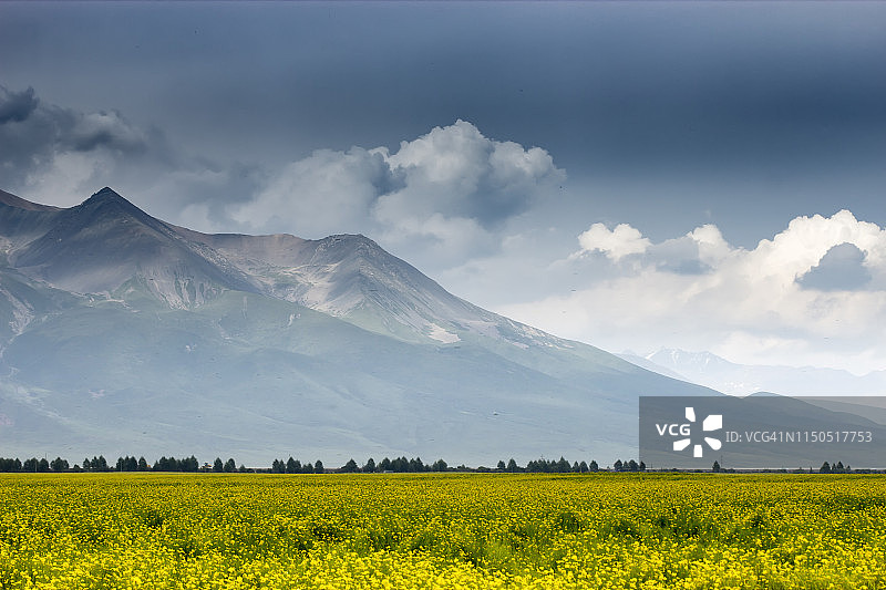 中国西部青藏高原上的高山油菜花图片素材