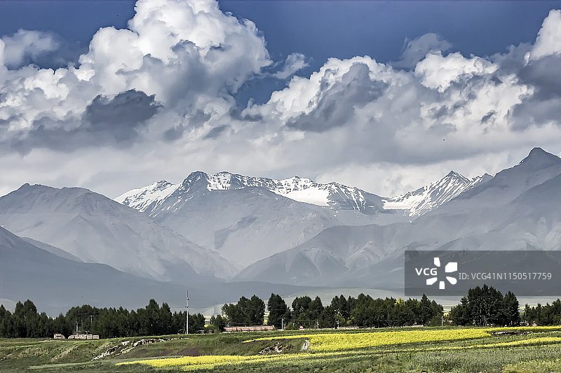 中国西部青藏高原上的高山油菜花图片素材