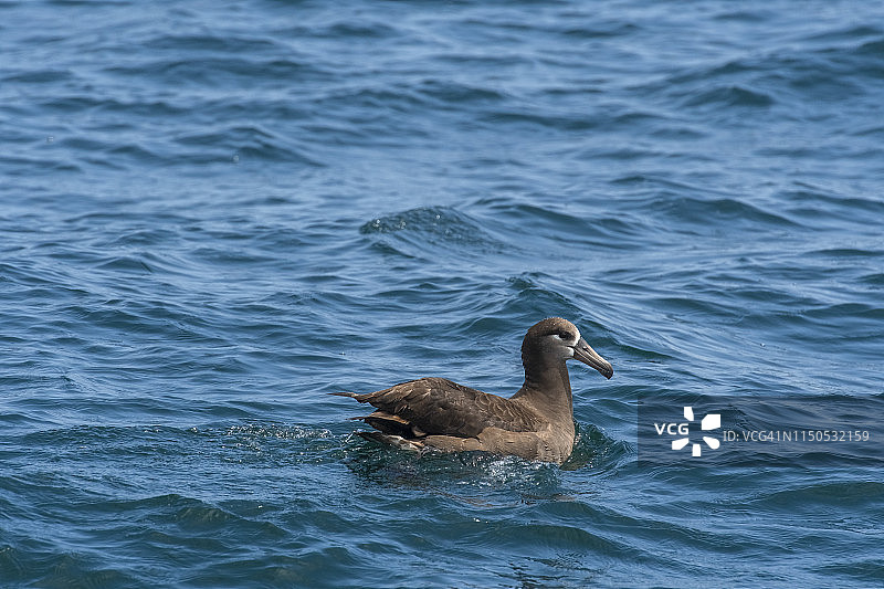 海上漂泊的黑脚信天翁图片素材