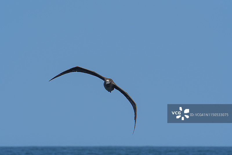 海上漂泊的黑脚信天翁图片素材