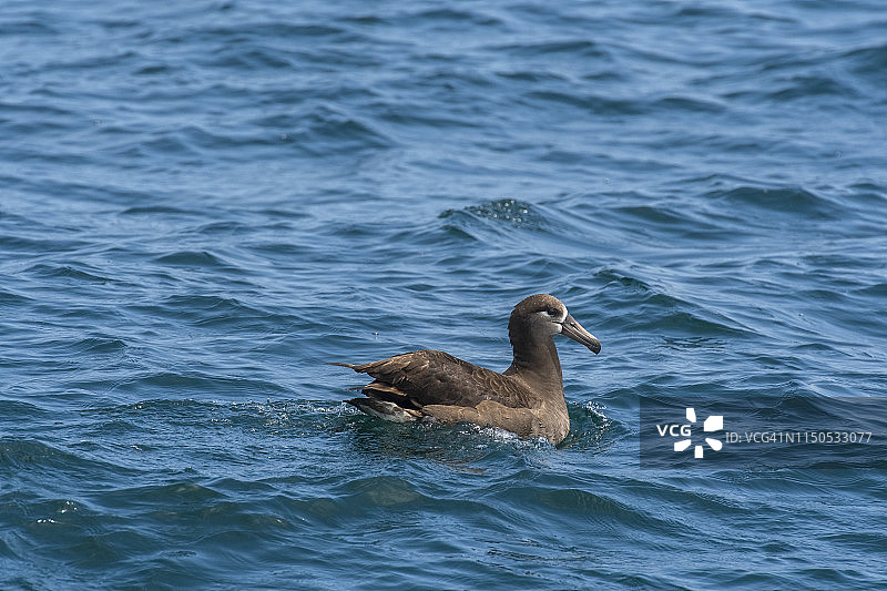 海上漂泊的黑脚信天翁图片素材