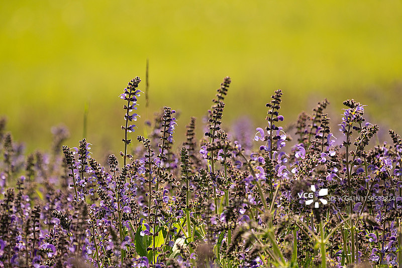 草地鼠尾草图片素材