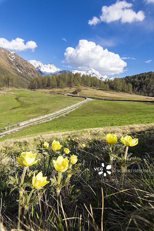 瑞士波斯基亚沃山谷的春季花卉图片素材