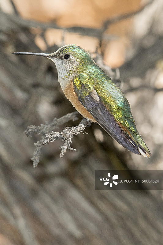 雌性红蜂鸟图片素材