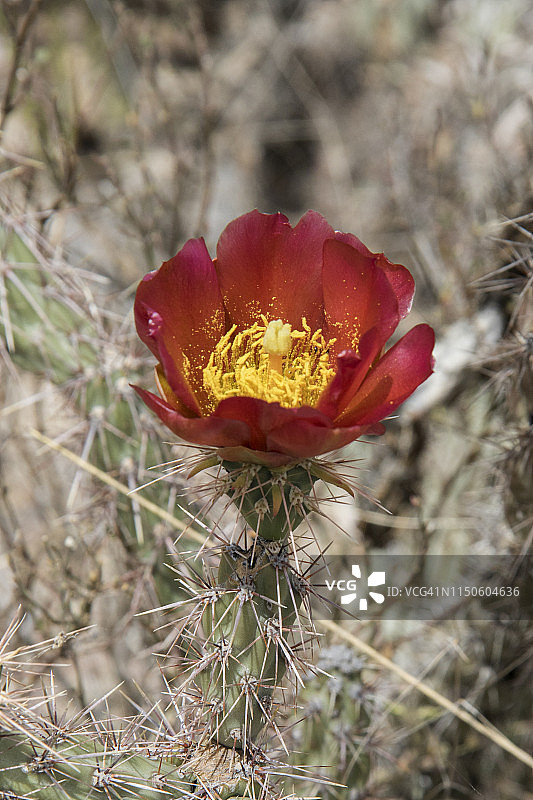 鹿角仙人掌花图片素材