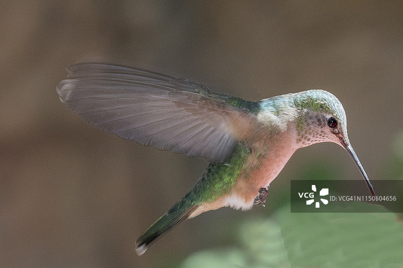 宽尾蜂鸟雌鸟飞行图片素材