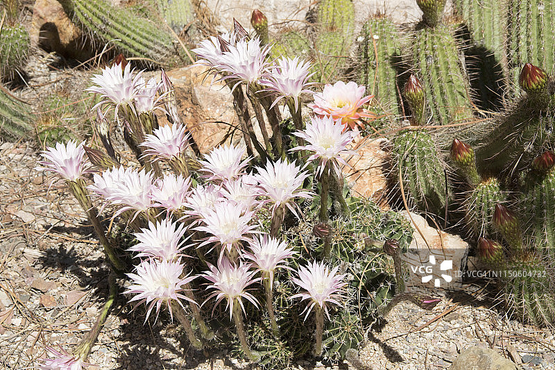 刺猬仙人掌花图片素材