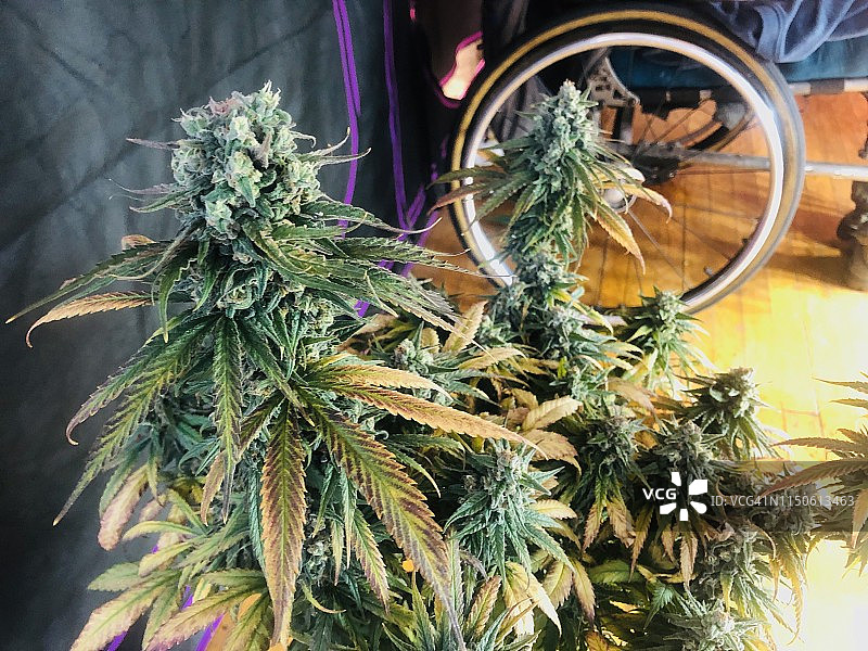 橘色库什医用大麻品种图片素材