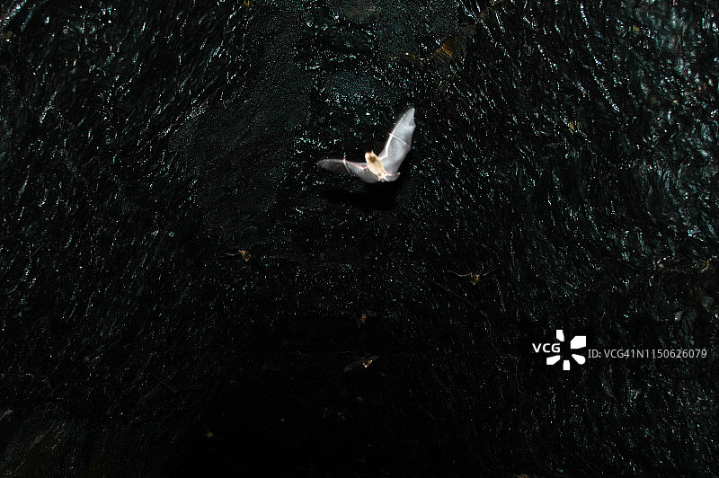 尼加拉瓜马萨亚火山附近的熔岩管中的蝙蝠图片素材