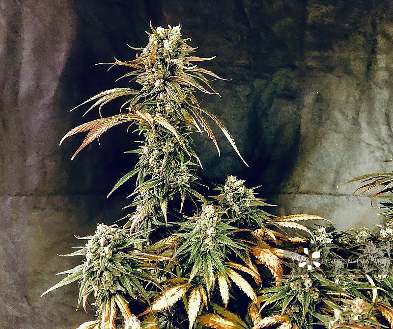 橘色库什医用大麻品种图片素材
