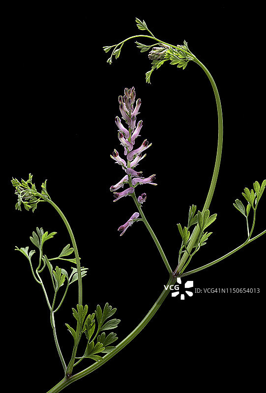 墙生紫堇图片素材