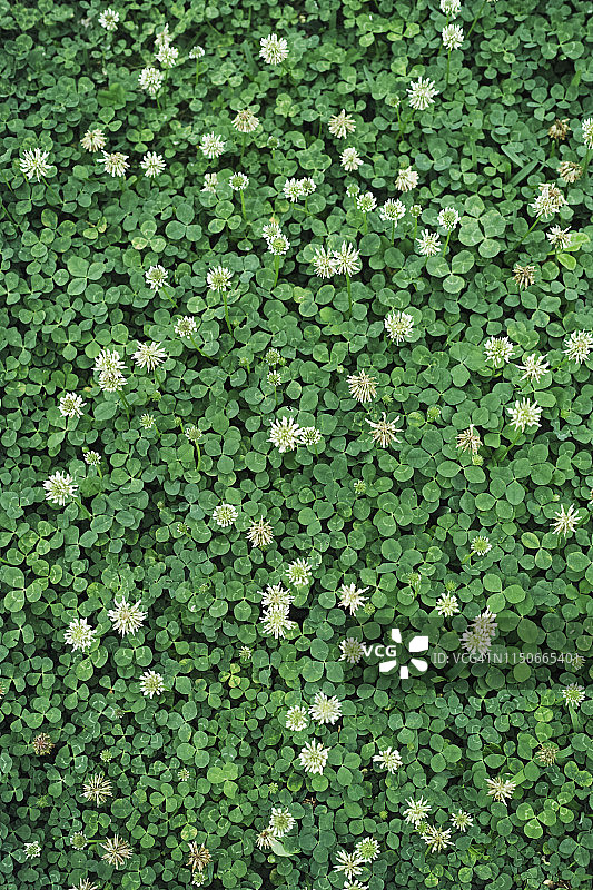 白色三叶草鸟瞰图图片素材