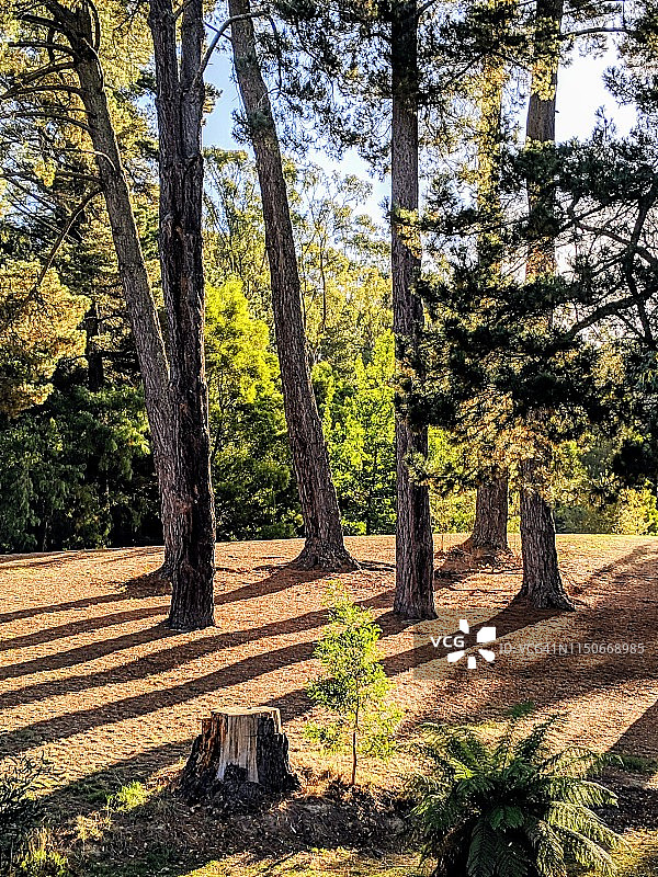 戴尔斯福特湖边的树木，戴尔斯福特图片素材