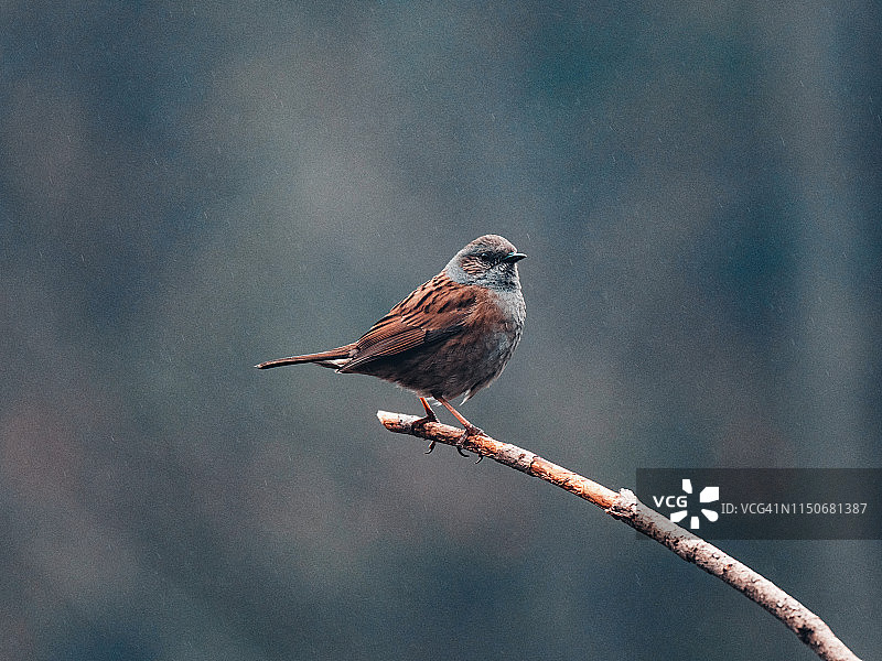 模糊背景下的苇鹀图片素材