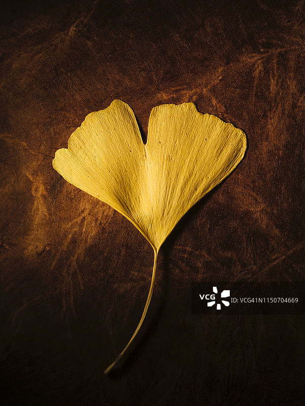 银杏叶图片素材