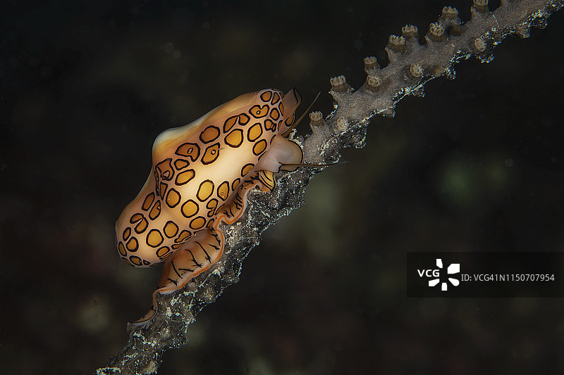 火烈鸟舌海螺的特写水下镜头，巴哈马群岛埃留塞拉岛图片素材