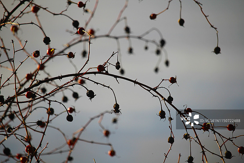 奎纳尔特湖边的玫瑰果图片素材