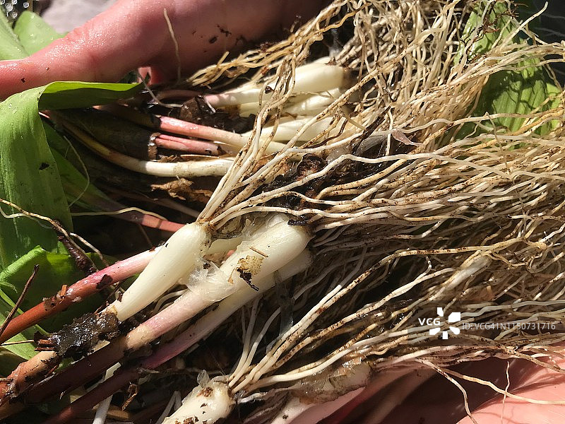 野生韭菜（野洋葱）图片素材