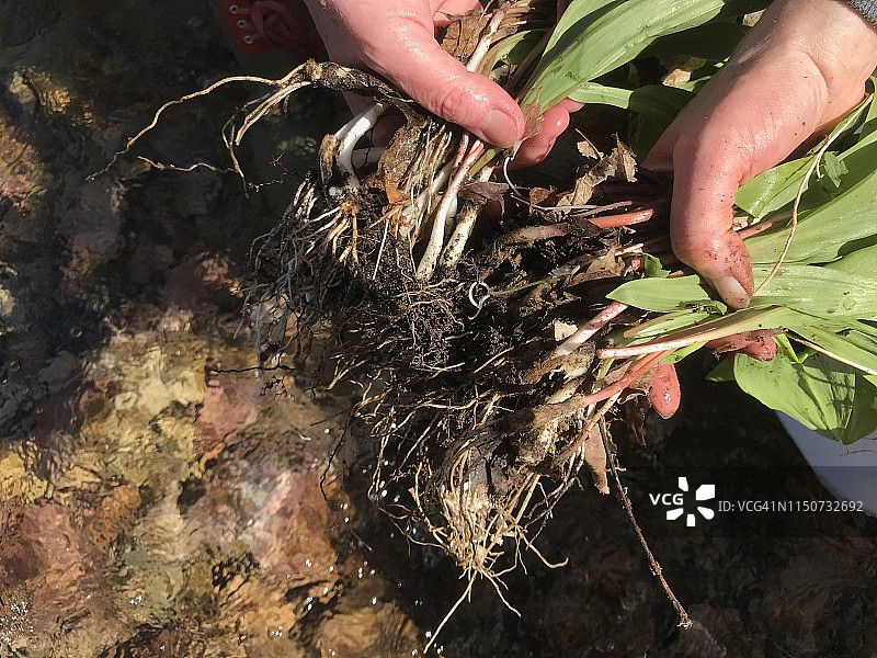 野生韭菜（野洋葱）图片素材